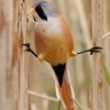 Sykorice vousata - Panurus biarmicus - Bearded Reedling o5520